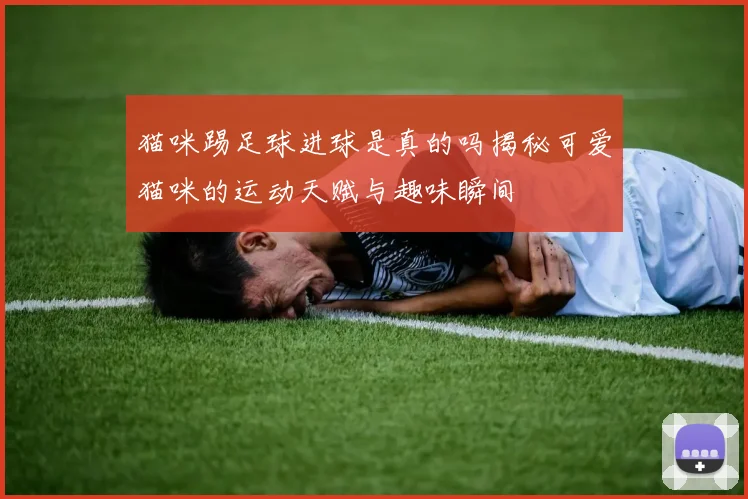 猫咪踢足球进球是真的吗揭秘可爱猫咪的运动天赋与趣味瞬间